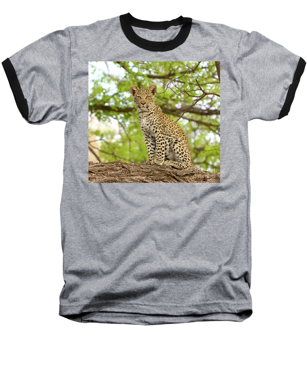 Young Baseball T-Shirt featuring the photograph Leopard Cub Gaze by Tom Wurl