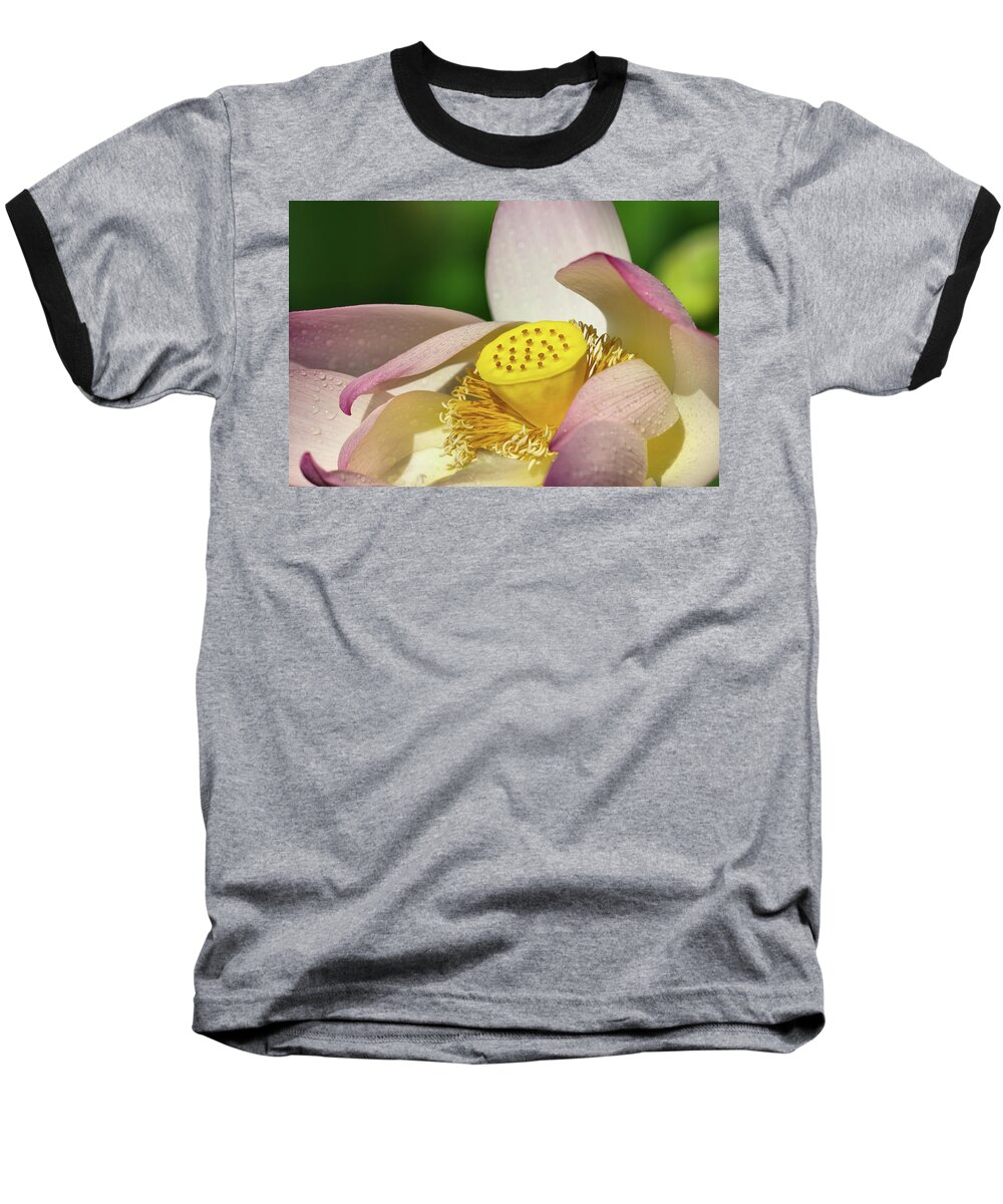Lotus Baseball T-Shirt featuring the photograph Lotus flower 1 by Buddy Scott