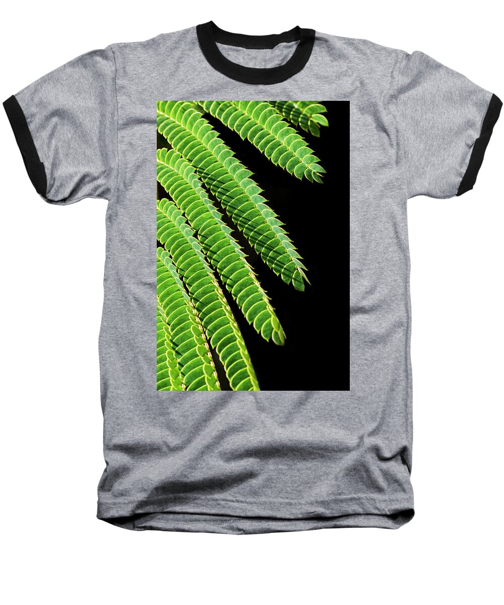 Mimosa Baseball T-Shirt featuring the photograph Mimosa Leaves Against Black by Bob Decker