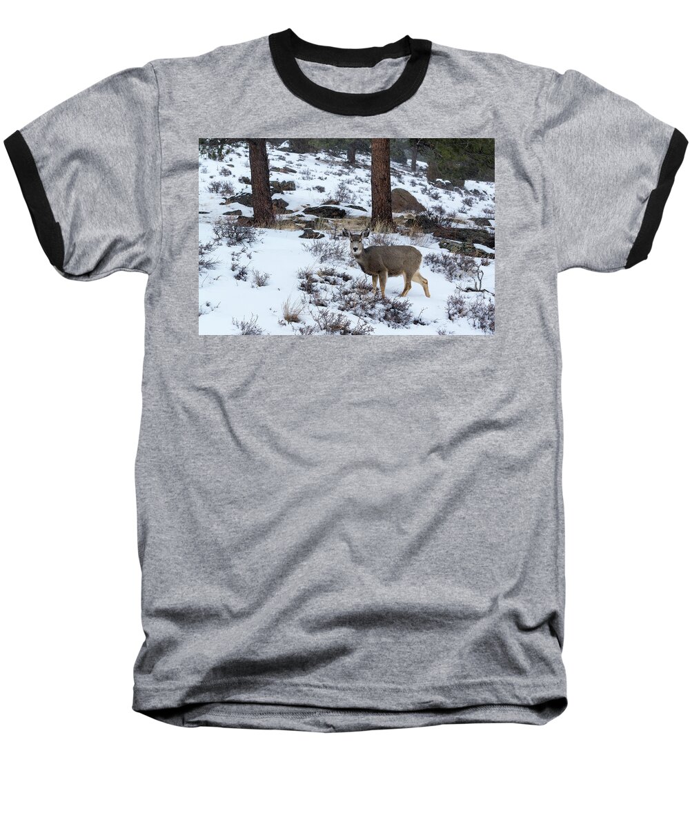 Colorado Baseball T-Shirt featuring the photograph Mule Deer - 8922 by Jerry Owens