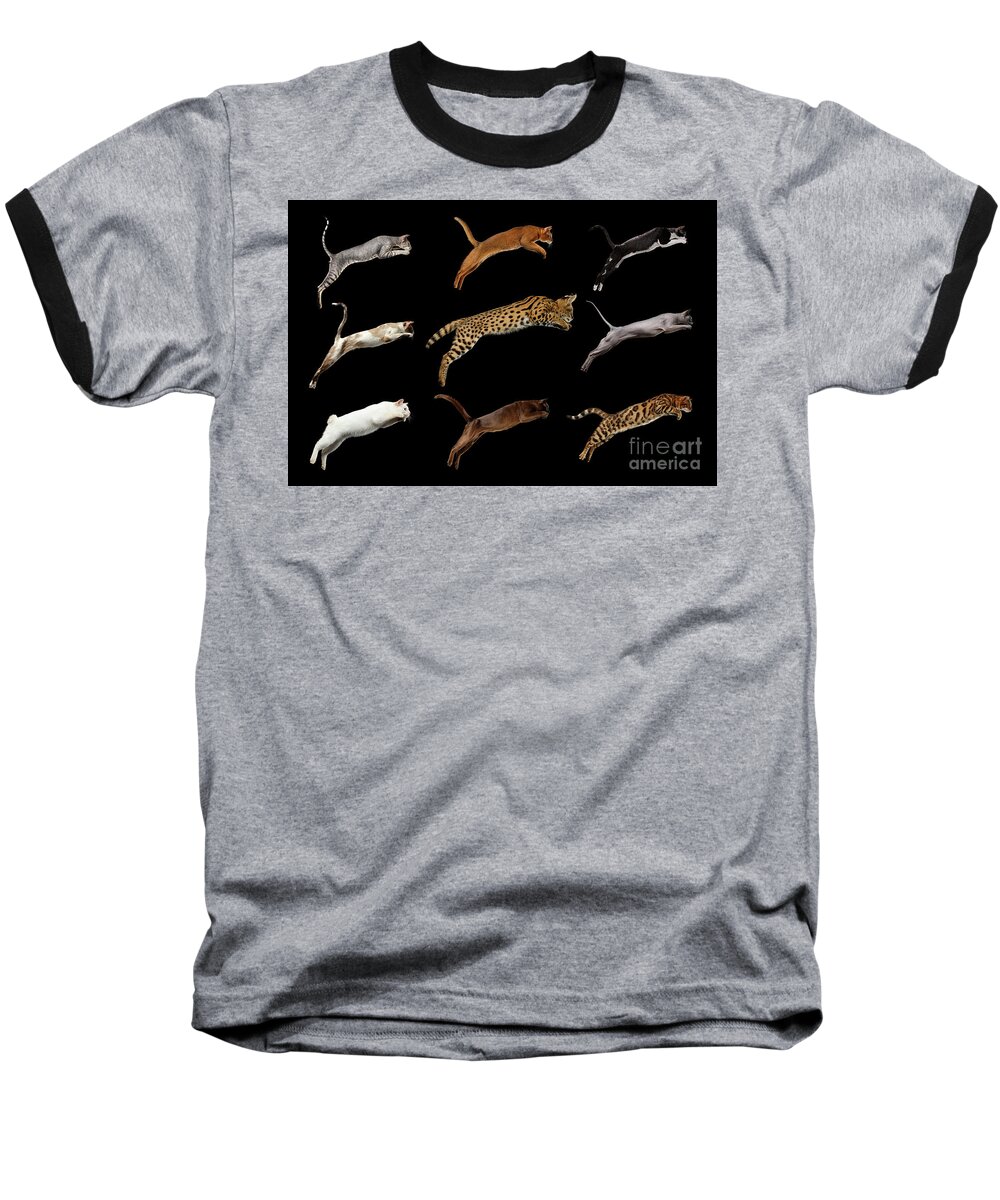 Cat Baseball T-Shirt featuring the photograph Nine Cats by Sergey Taran