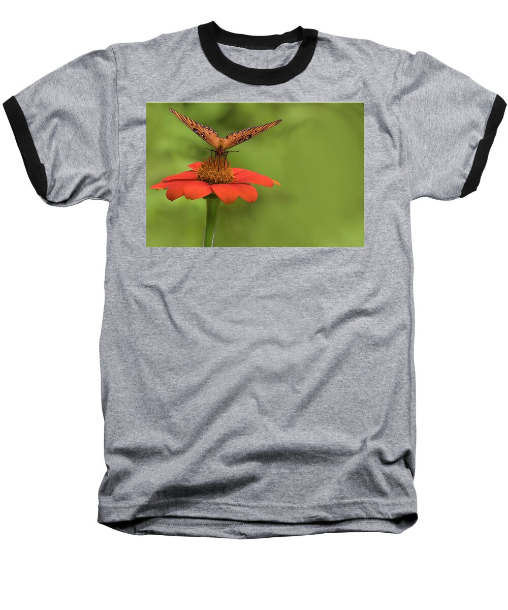 Butterfly Baseball T-Shirt featuring the photograph Orange You Hungry by Ree Reid