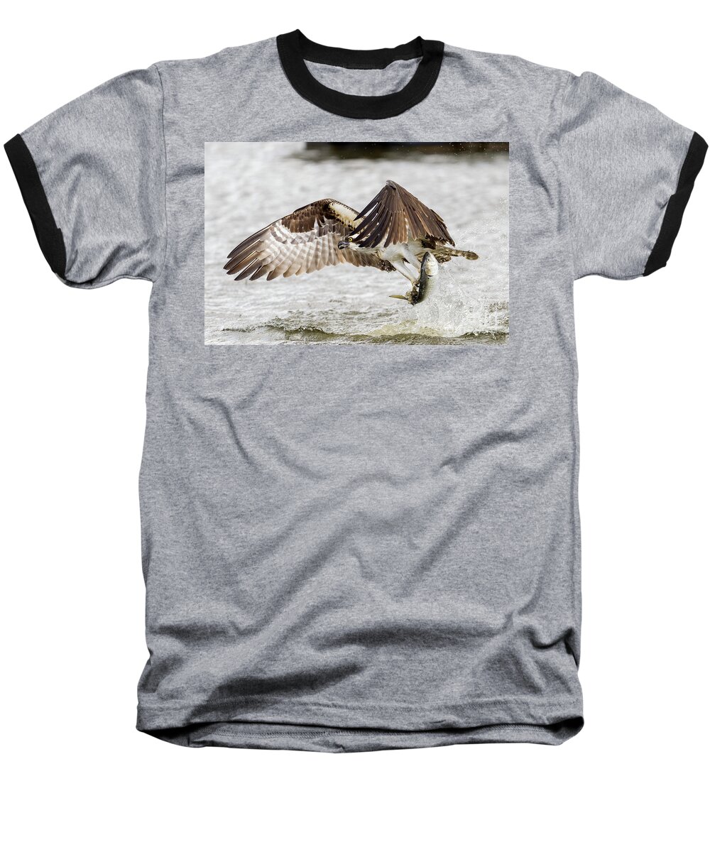 Osprey Baseball T-Shirt featuring the photograph Osprey with catch of the day by Sam Rino