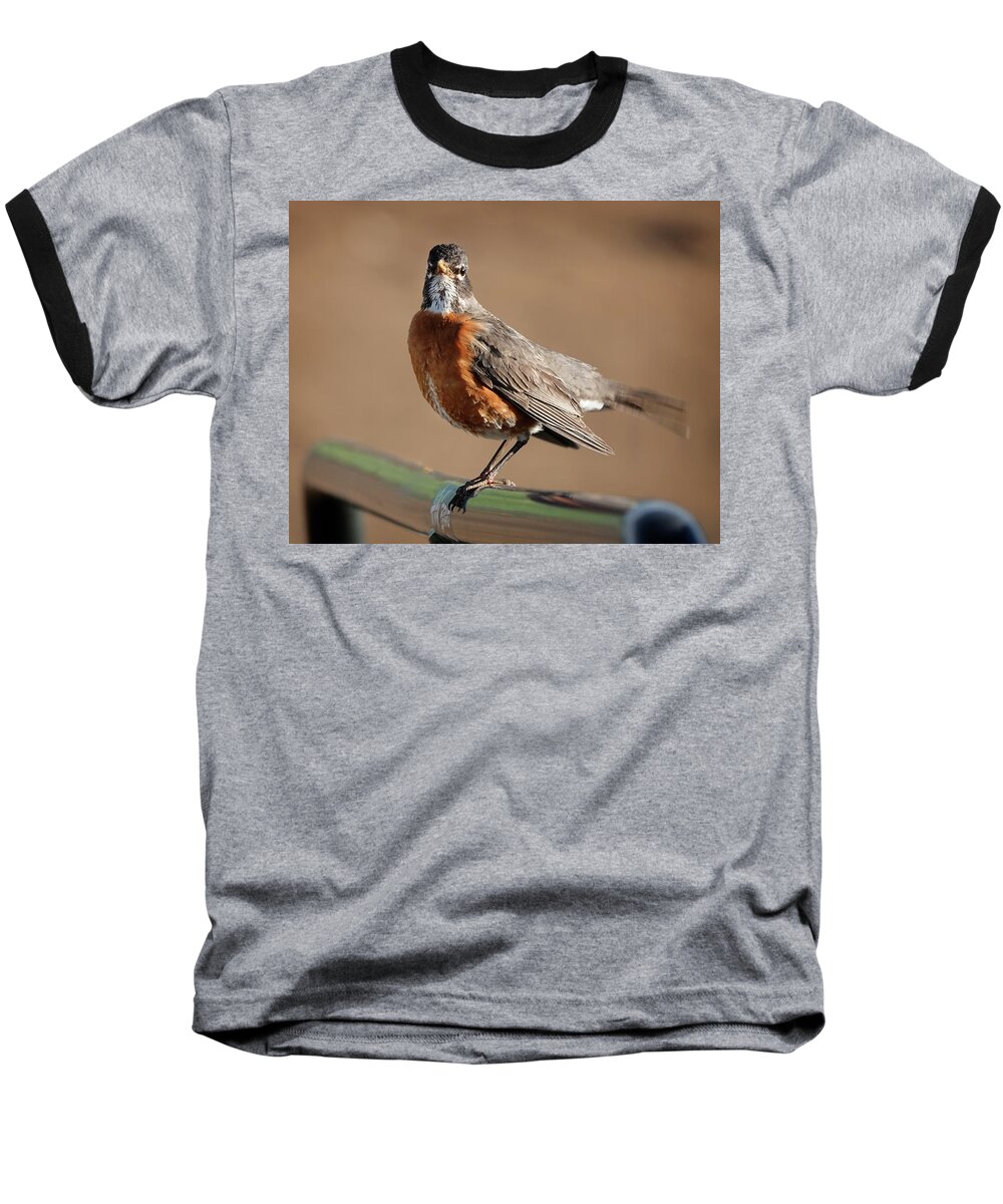 Robin Baseball T-Shirt featuring the photograph Perched Robin by Marilyn Hunt