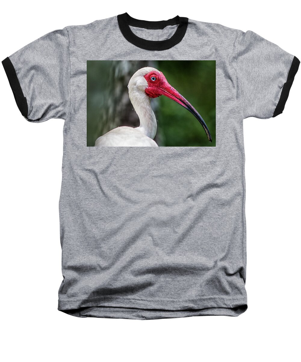 White Ibis Baseball T-Shirt featuring the photograph Protrait of an Ibis by Bob Decker