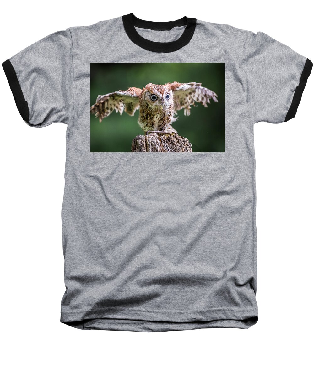 Raptors Owl Baseball T-Shirt featuring the photograph Ready for take-off by Robert Miller