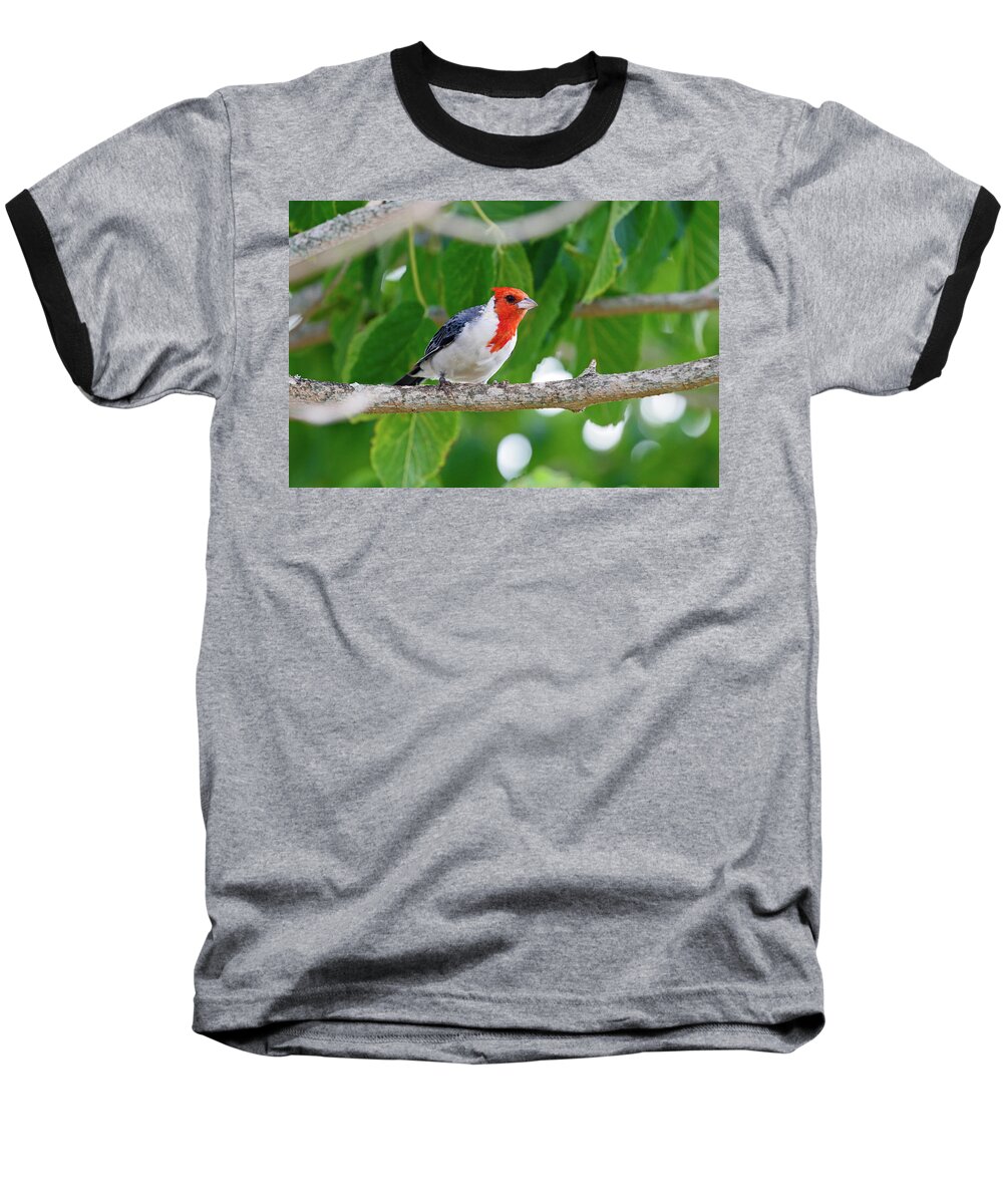 Red-crested Cardinal Baseball T-Shirt featuring the photograph Red-Crested Cardinal by Shoal Hollingsworth