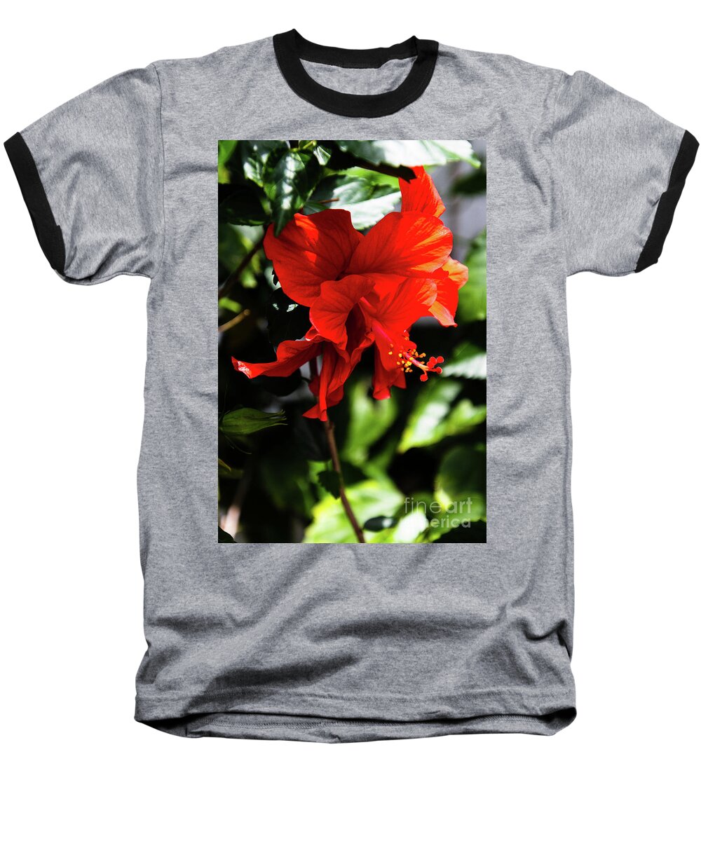 Florida Baseball T-Shirt featuring the photograph Red Double Hibiscus Fruitland Park Florida by Philip And Robbie Bracco
