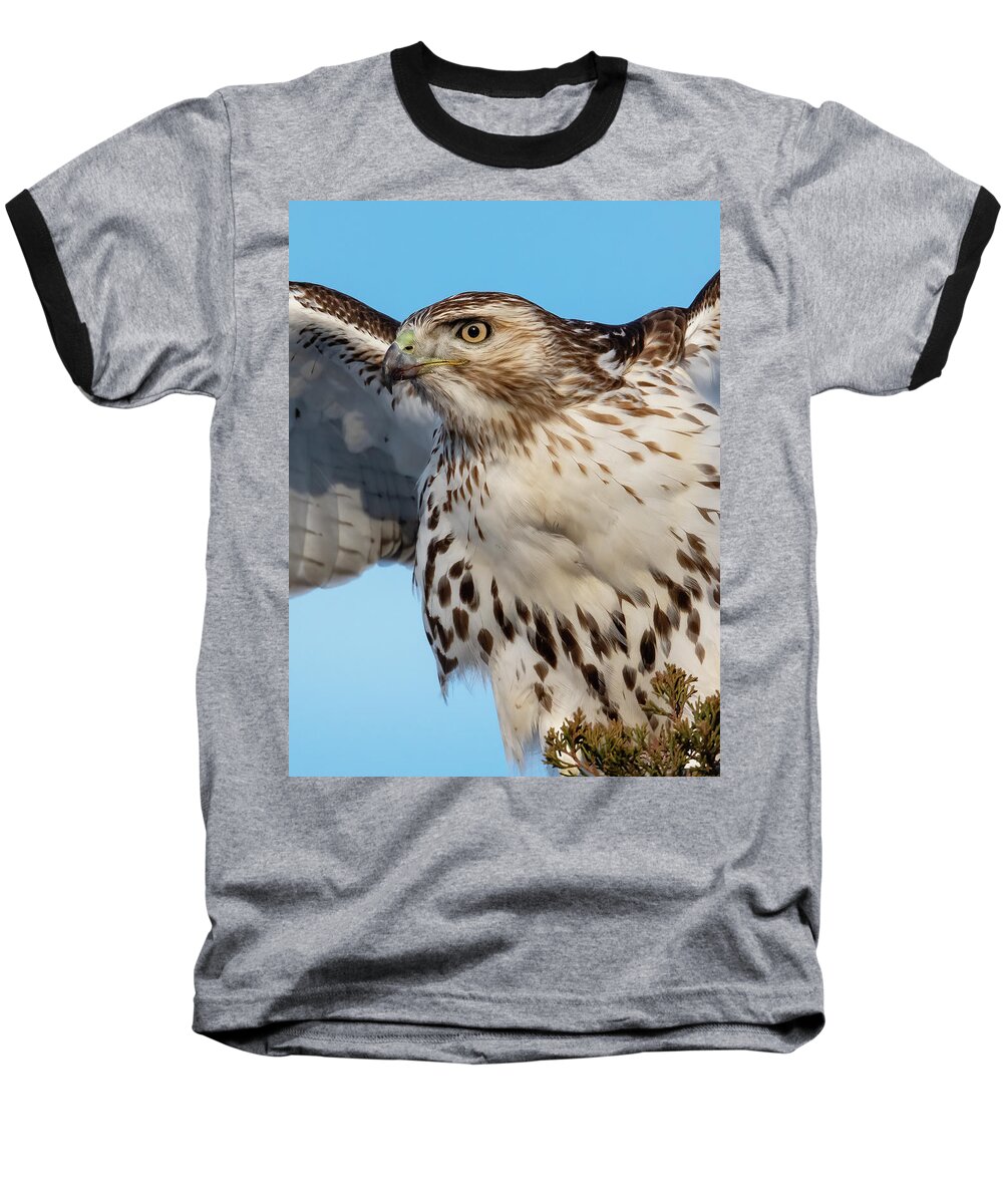 Hawk Baseball T-Shirt featuring the photograph Red-tailed Hawk Portrait by William Jobes