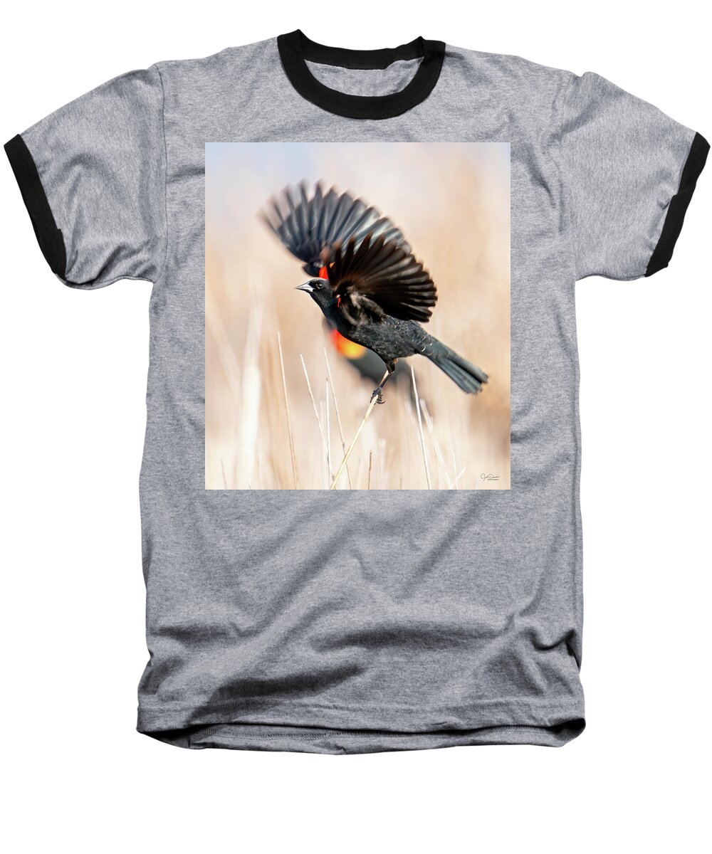 Red-winged Blackbirds Baseball T-Shirt featuring the photograph Red-winged Blackbird Wingspread by Judi Dressler