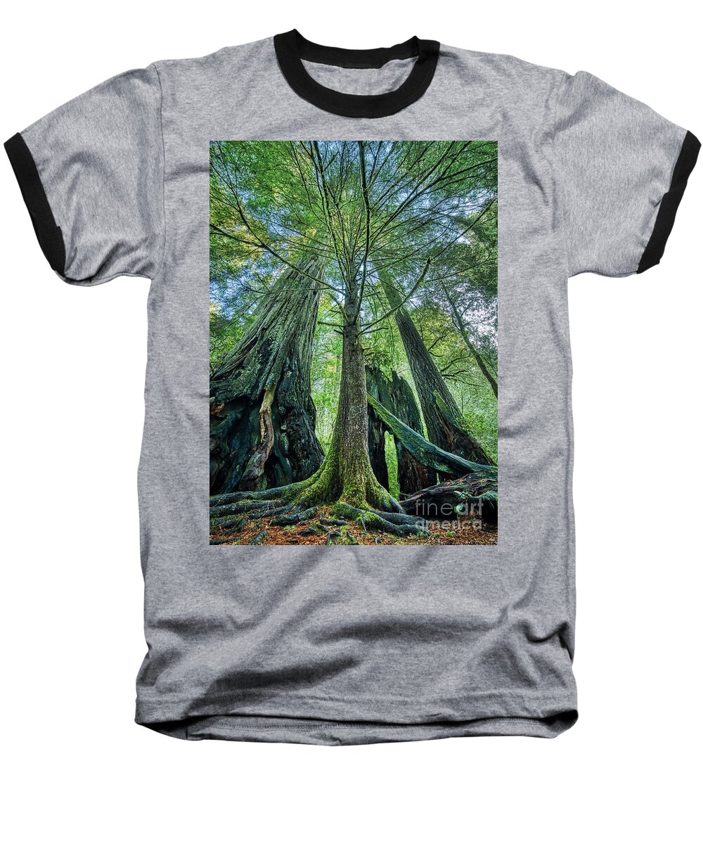 Redwood National Park Trees Baseball T-Shirt featuring the photograph Redwood National Park Trees by Dustin K Ryan