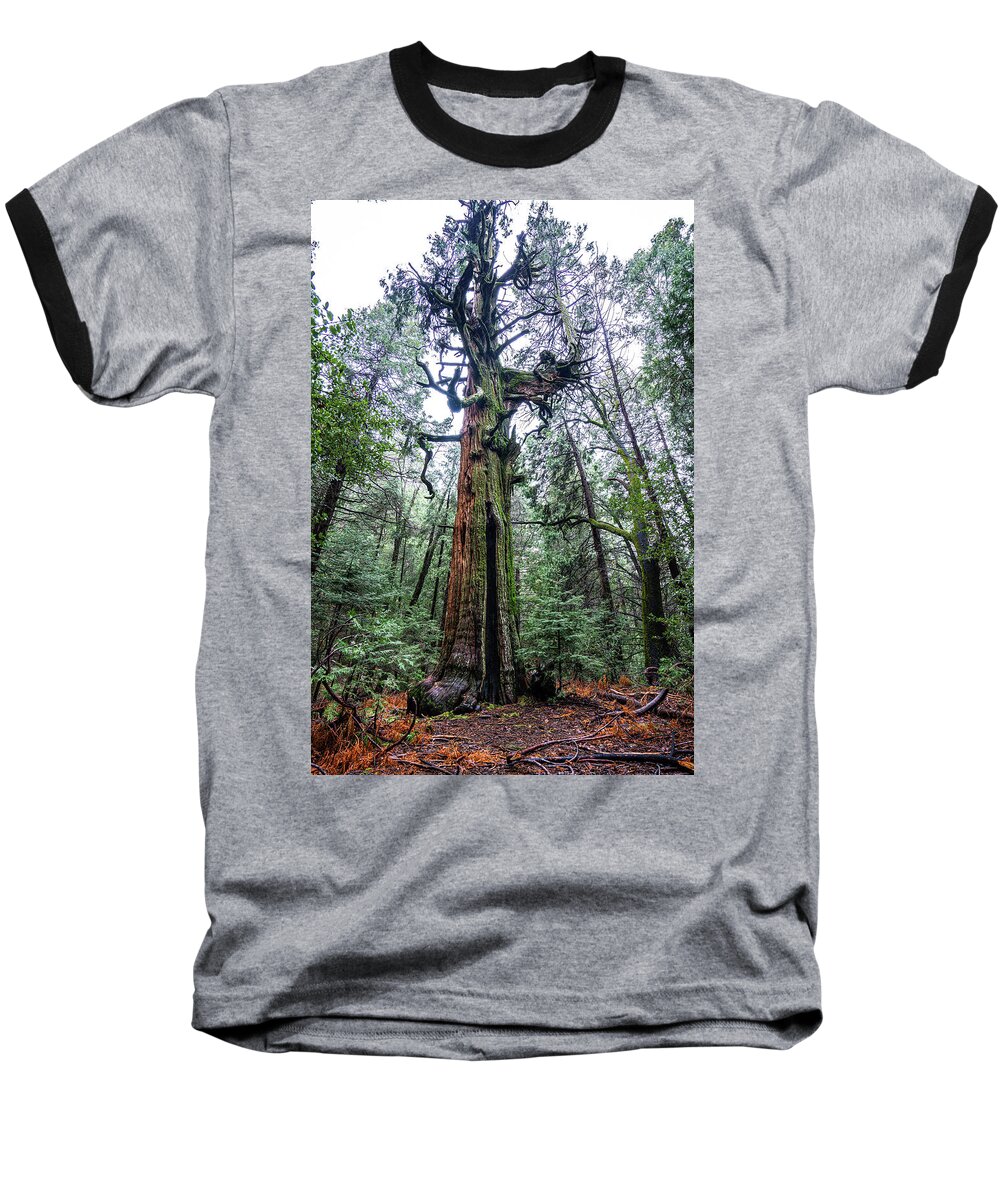 Tree Baseball T-Shirt featuring the photograph Resident by Ryan Weddle