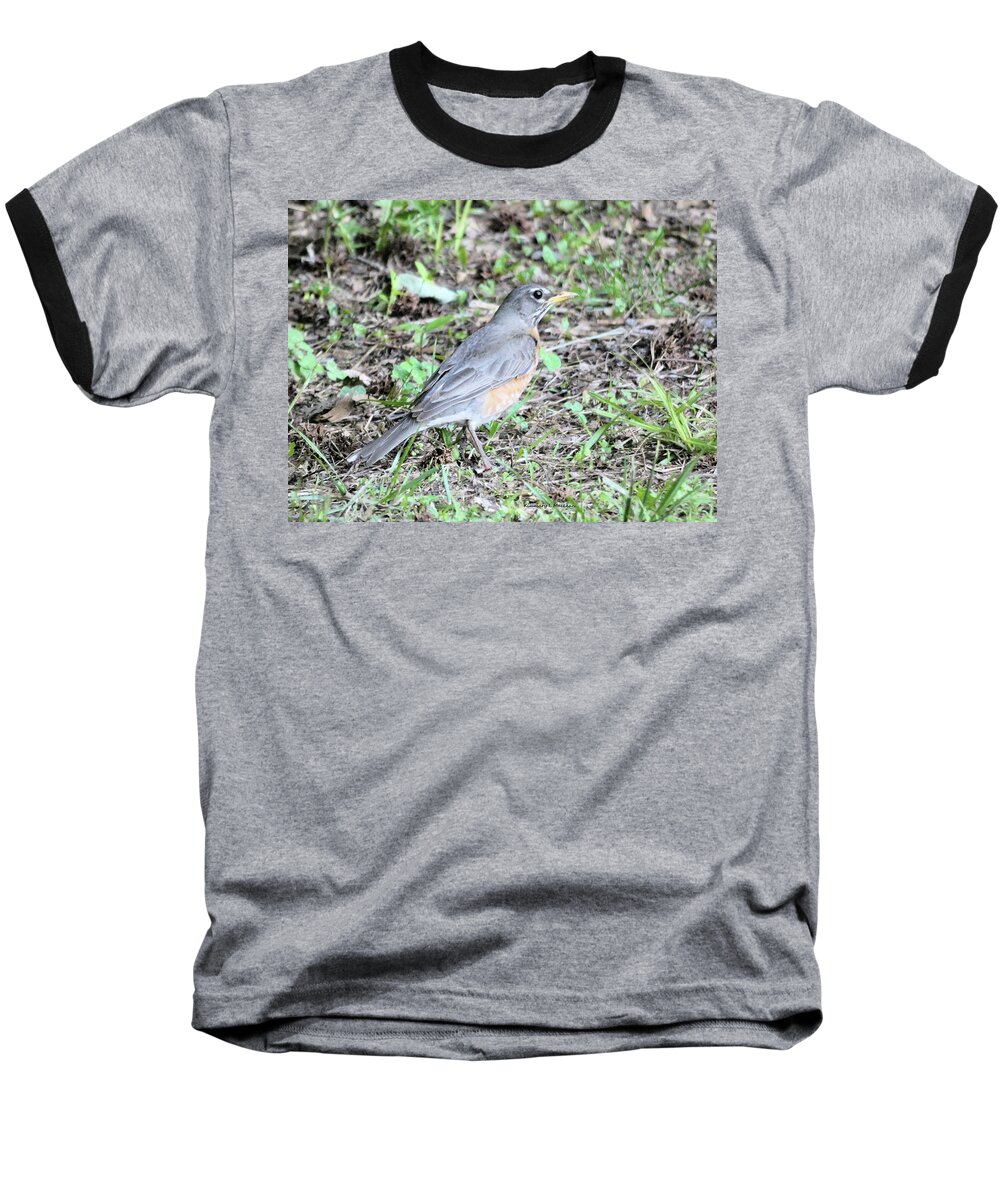 Robin Baseball T-Shirt featuring the photograph Robin by Kimmary I MacLean