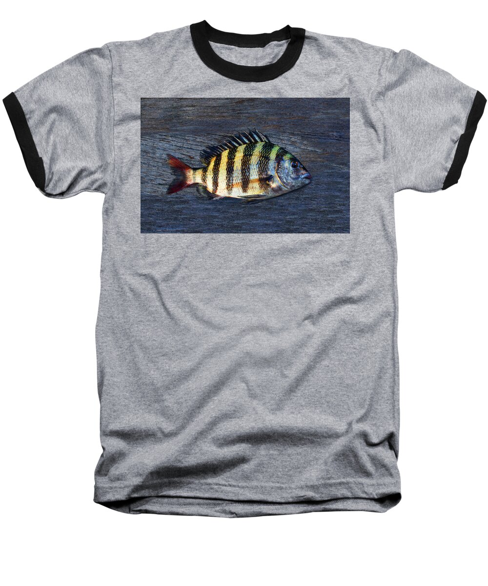 Animal Baseball T-Shirt featuring the photograph Sheepshead Fish by Laura Fasulo