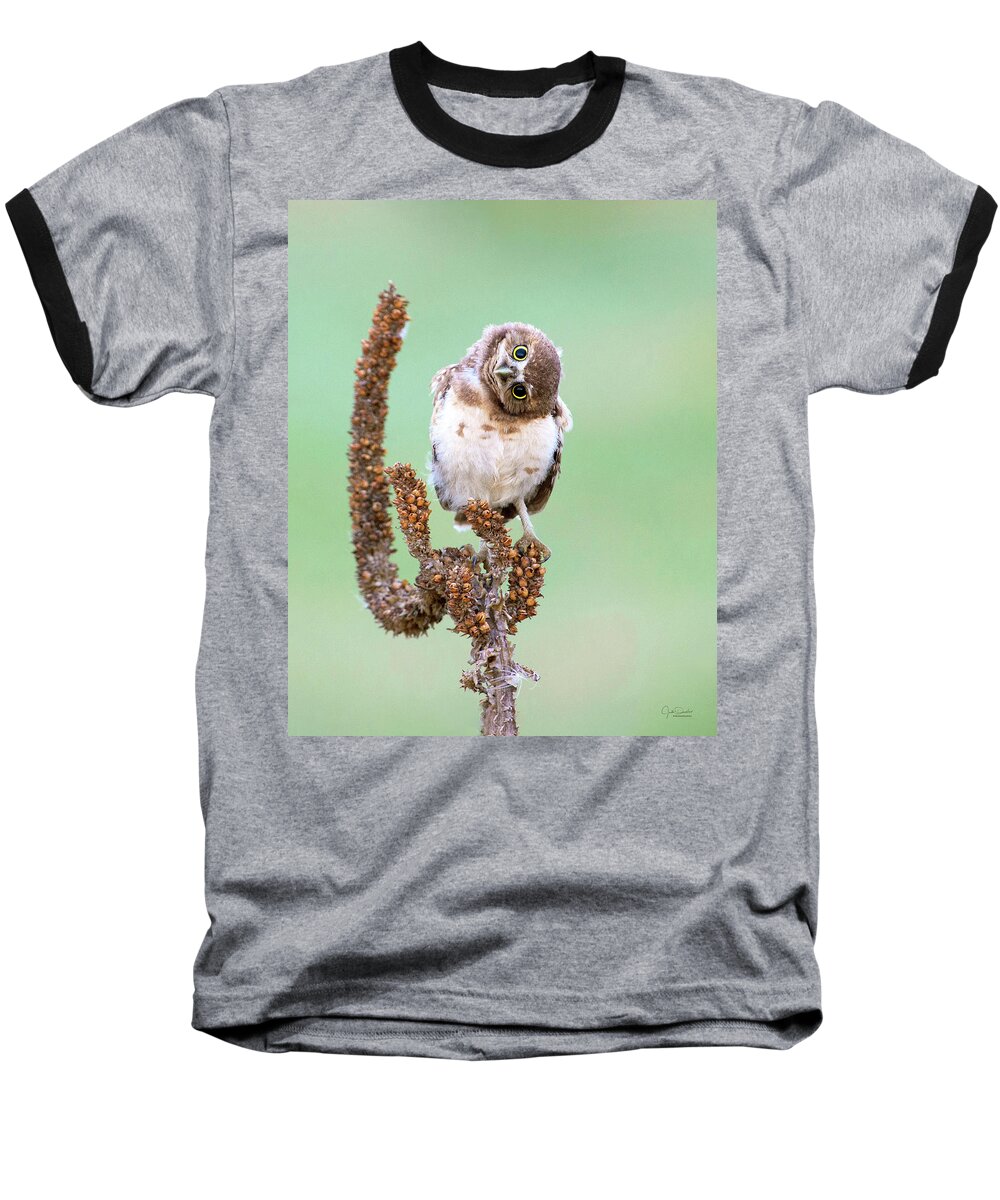 Burrowing Owl Baseball T-Shirt featuring the photograph Some days I can't tell which way is up by Judi Dressler