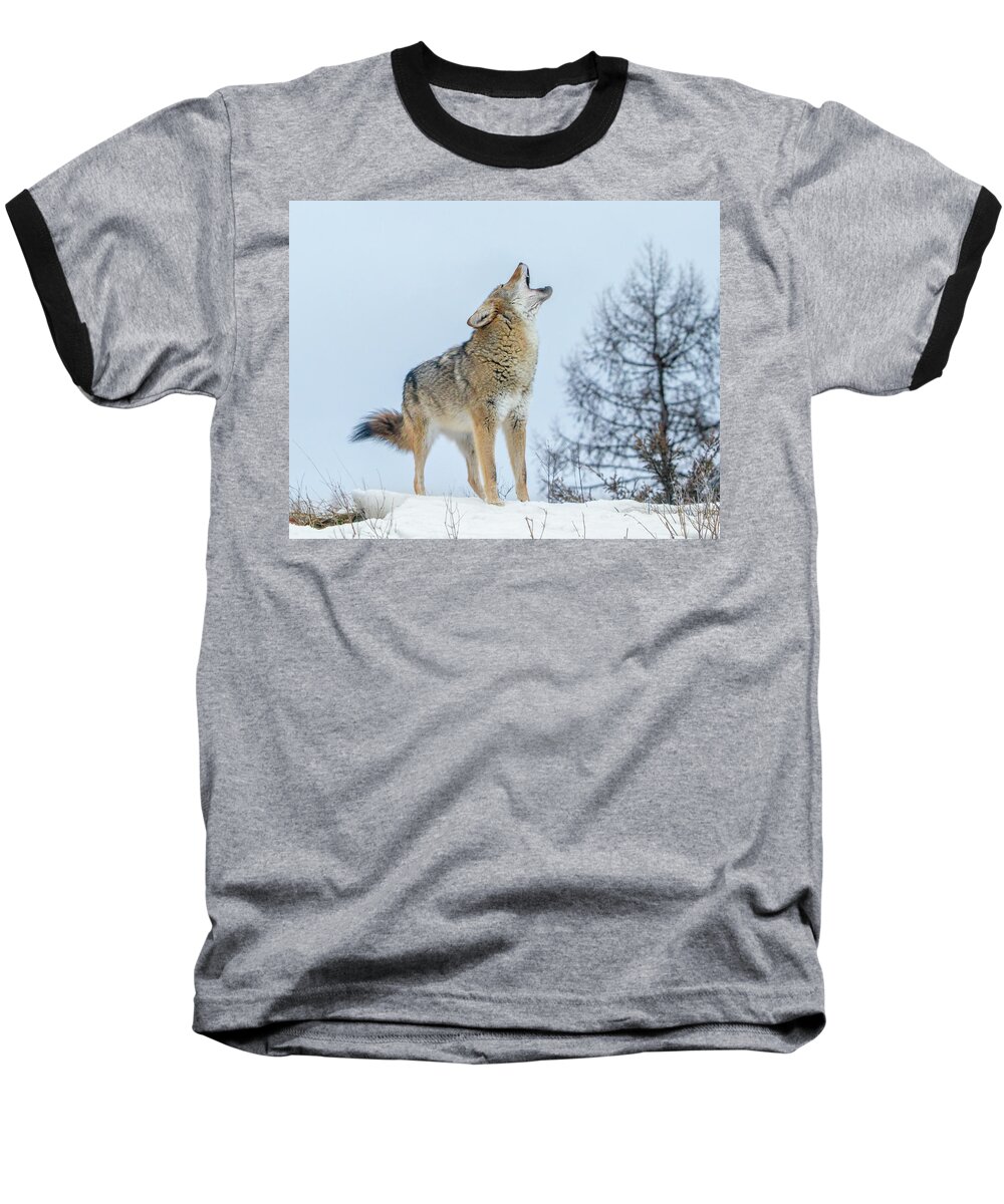 Coyote Baseball T-Shirt featuring the photograph Song Dog by Jack Bell