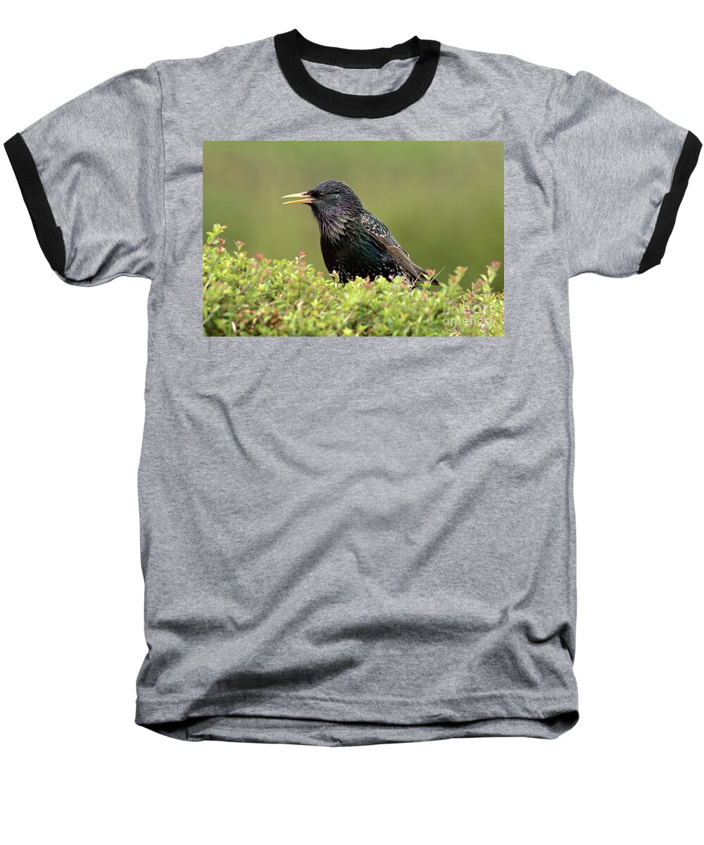 Starling Birds Nature Photography Prints Canvas Cards Garden Baseball T-Shirt featuring the photograph Starling by Peter Skelton