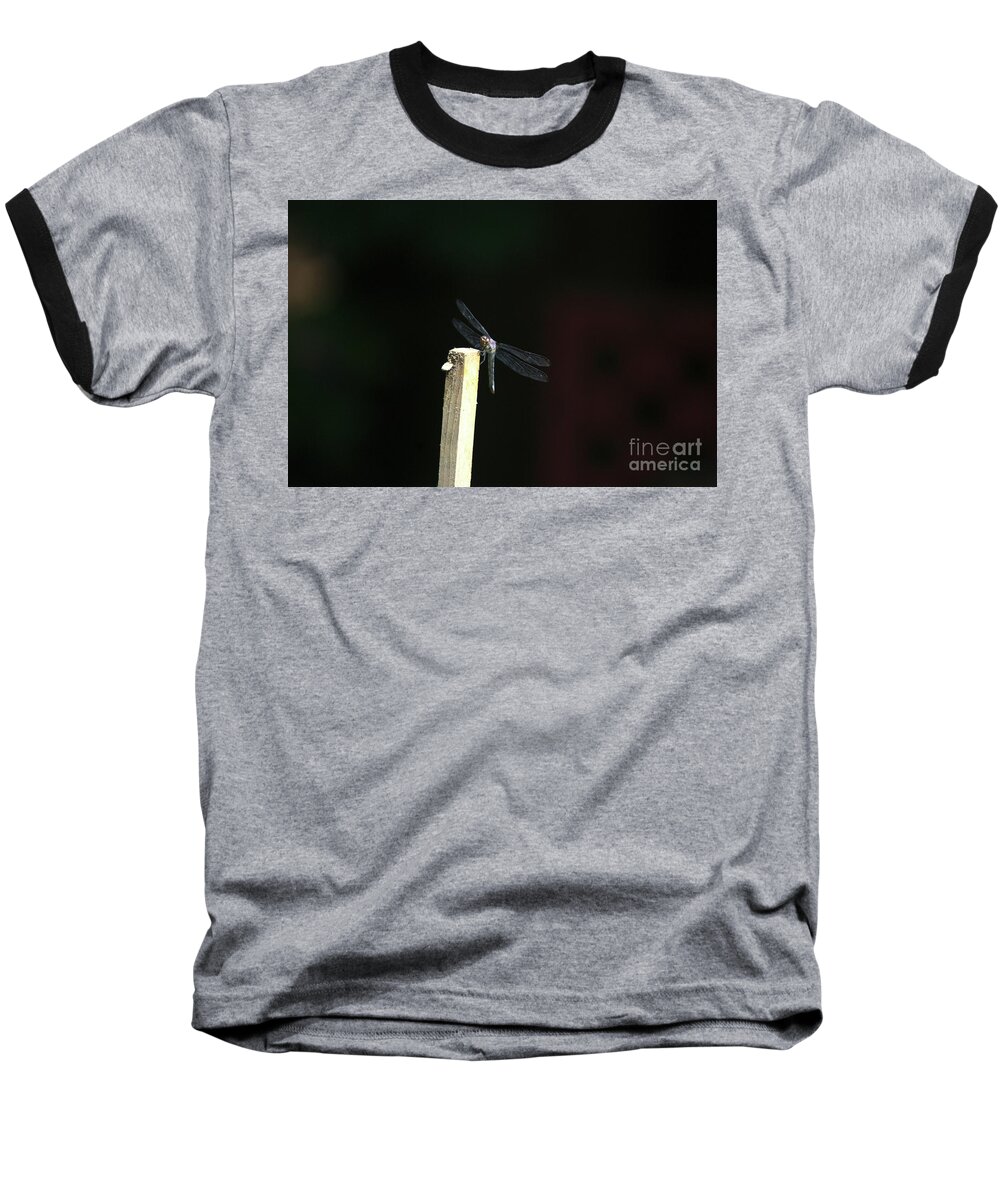 Insects Baseball T-Shirt featuring the photograph Summer Dragonfly Pose 3 by Margie Avellino