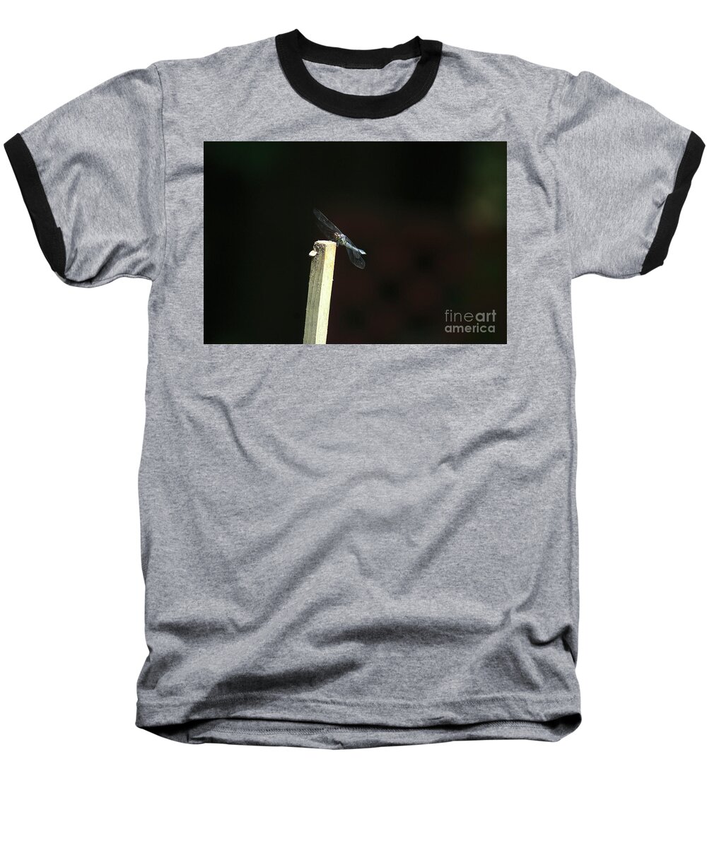 Insects Baseball T-Shirt featuring the photograph Summertime Dragonfly  Pose 4 by Margie Avellino