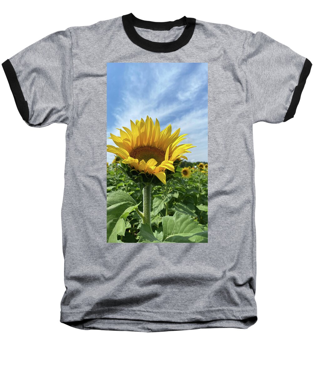 Sunflower Baseball T-Shirt featuring the photograph Sunflower by Jill Laudenslager