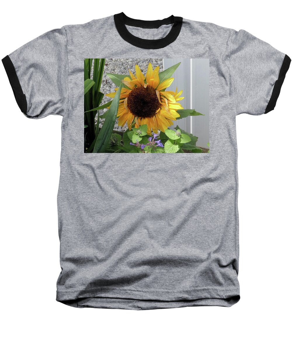 Sunflower Baseball T-Shirt featuring the photograph Sunflower by Kimmary I MacLean