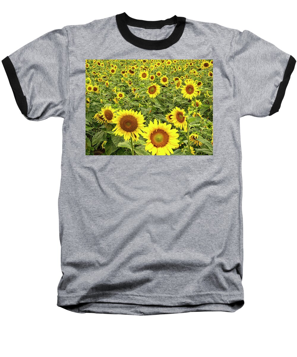 Sunflower Baseball T-Shirt featuring the photograph Sunflowers by Jerry Connally