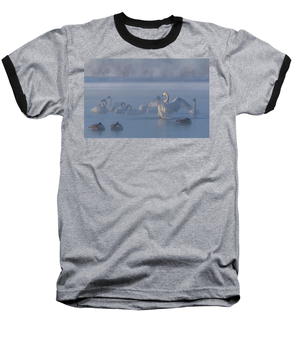 Swan Baseball T-Shirt featuring the photograph Swan Showing Off by Patti Deters