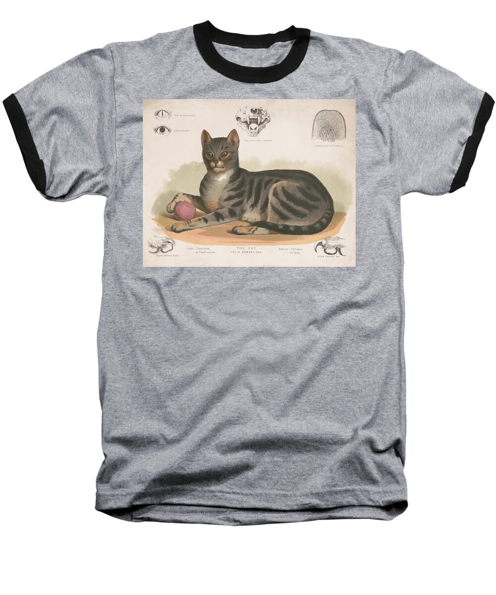 Feline Baseball T-Shirt featuring the photograph The Cat by Bob Geary