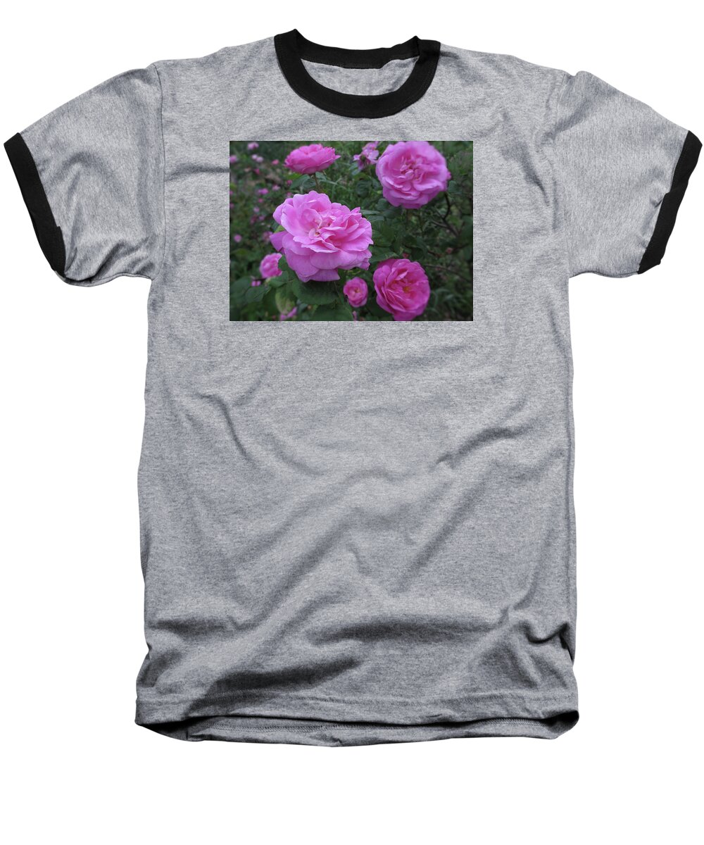 Pink Roses Baseball T-Shirt featuring the photograph The Romance of Roses by Mary Wolf