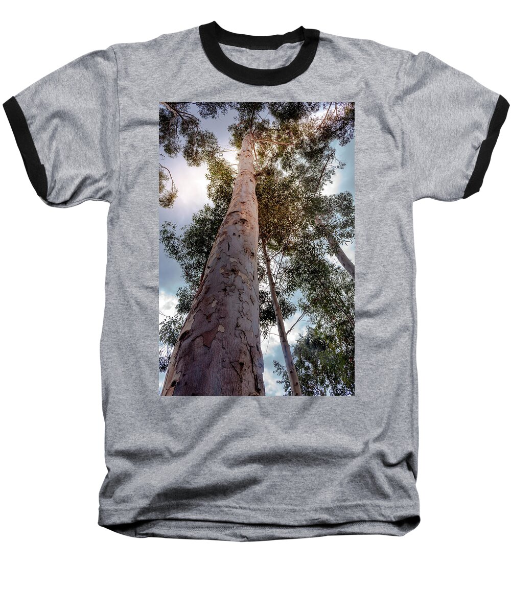 Eucalyptus Baseball T-Shirt featuring the photograph Under the Eucalyptus Trees by Alison Frank