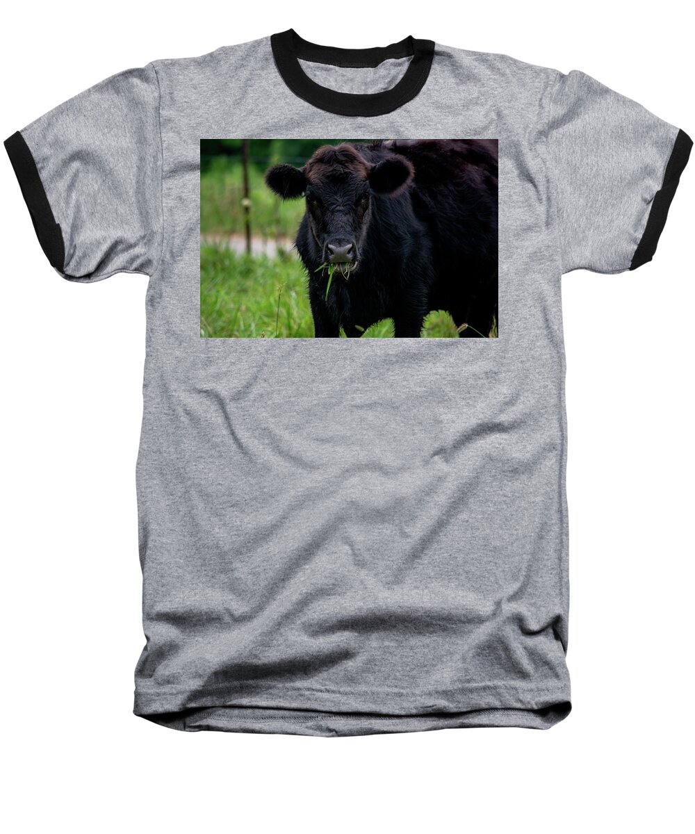 Cow Baseball T-Shirt featuring the photograph What You Lookin At by Linda Segerson