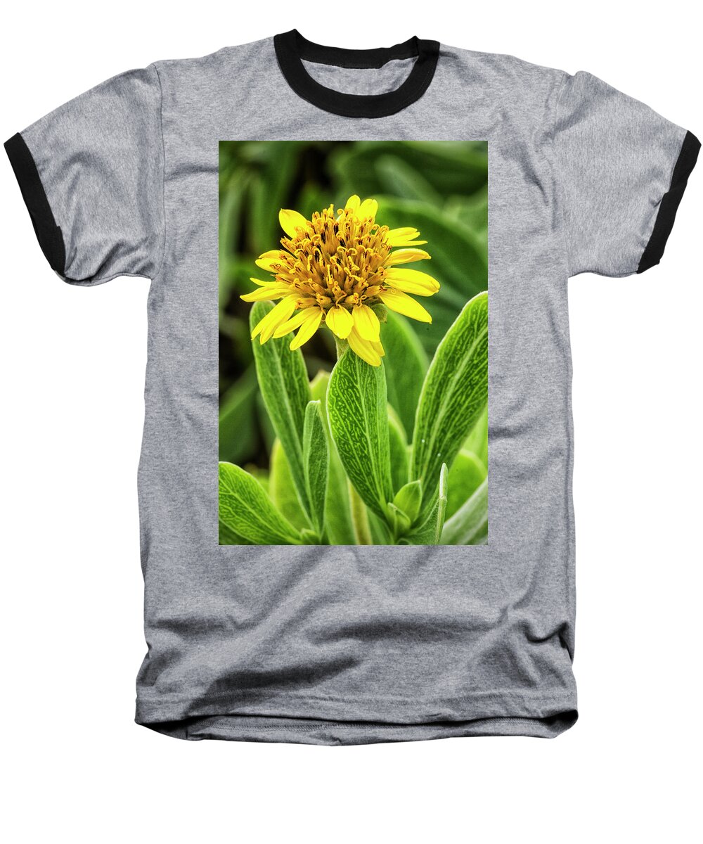 Yellow Baseball T-Shirt featuring the photograph Yellow Wildflower in the Croatan National Forest by Bob Decker