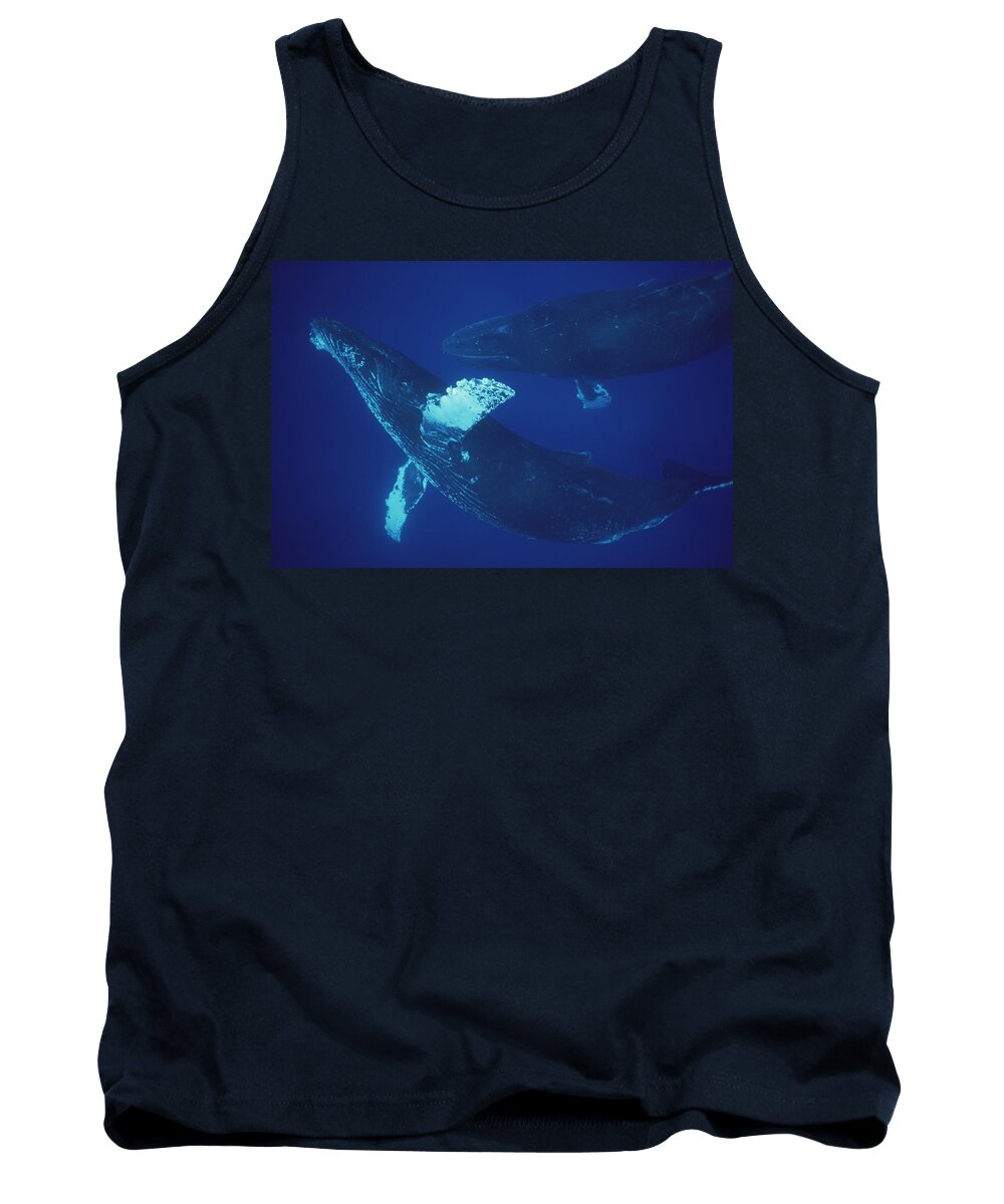 Feb0514 Tank Top featuring the photograph Humpback Whale Singer And Joiner Maui #1 by Flip Nicklin