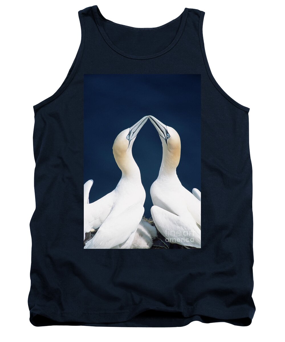 00342365 Tank Top featuring the photograph Greeting Gannets by Yva Momatiuk John Eastcott