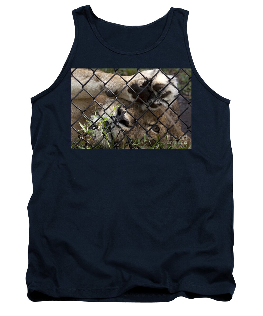 African Lion Tank Top featuring the photograph I Want To Go Home - Female African Lion by Meg Rousher