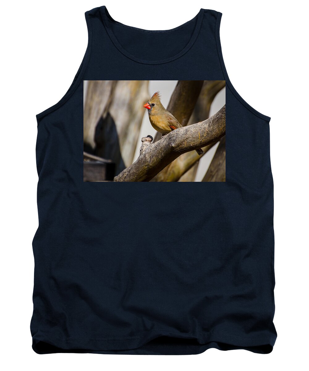 Cardinal Tank Top featuring the photograph Perched by David Downs
