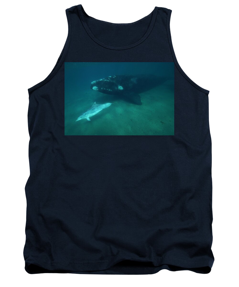 Feb0514 Tank Top featuring the photograph Southern Right Whale And Bottlenose by Hiroya Minakuchi