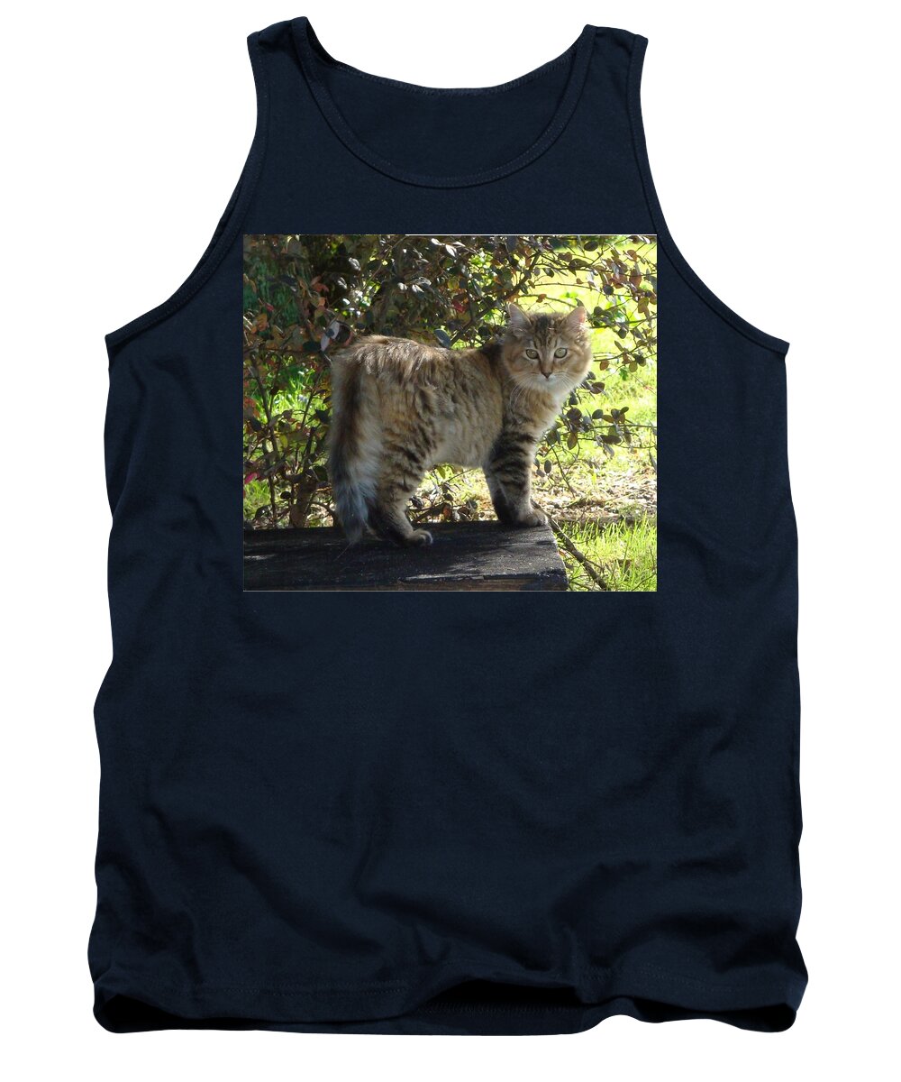Barn Cat Tank Top featuring the photograph Timber the Kitten by Barbie Batson