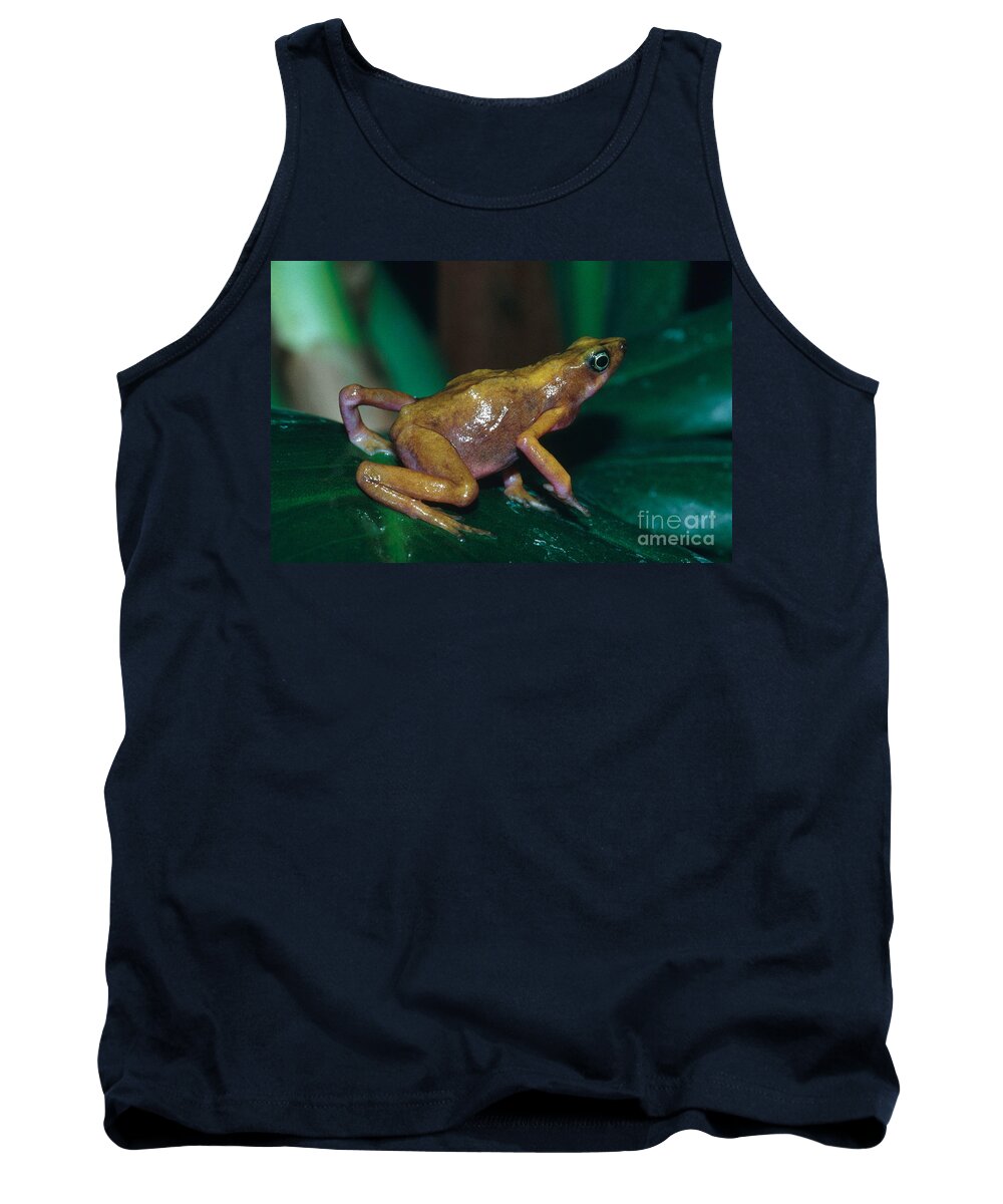 Cayenne Harlequin Toad Tank Top featuring the photograph Cayenne Harlequin Toad by Dante Fenolio