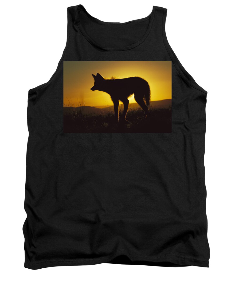 Feb0514 Tank Top featuring the photograph Maned Wolf Hunting At Dusk Brazil #1 by Tui De Roy