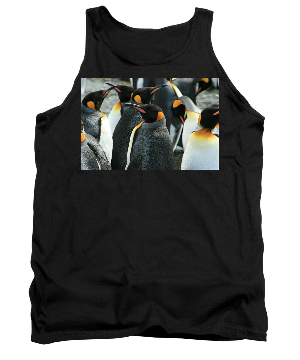 Colony Of Penguins Tank Top featuring the photograph King Penguin Colony #2 by Amanda Stadther