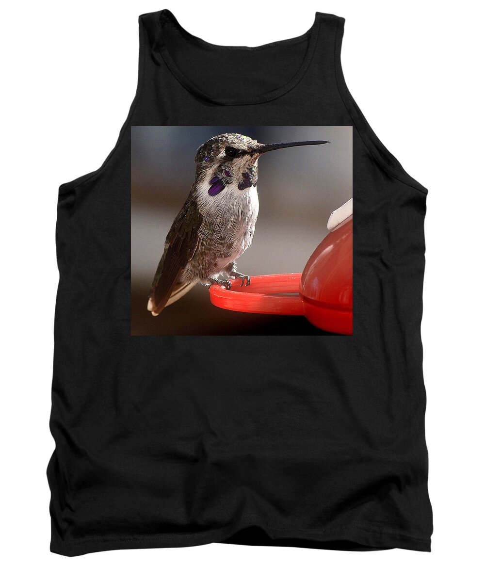 Juvenile Tank Top featuring the photograph Female Anna's Sitting On Perch #1 by Jay Milo