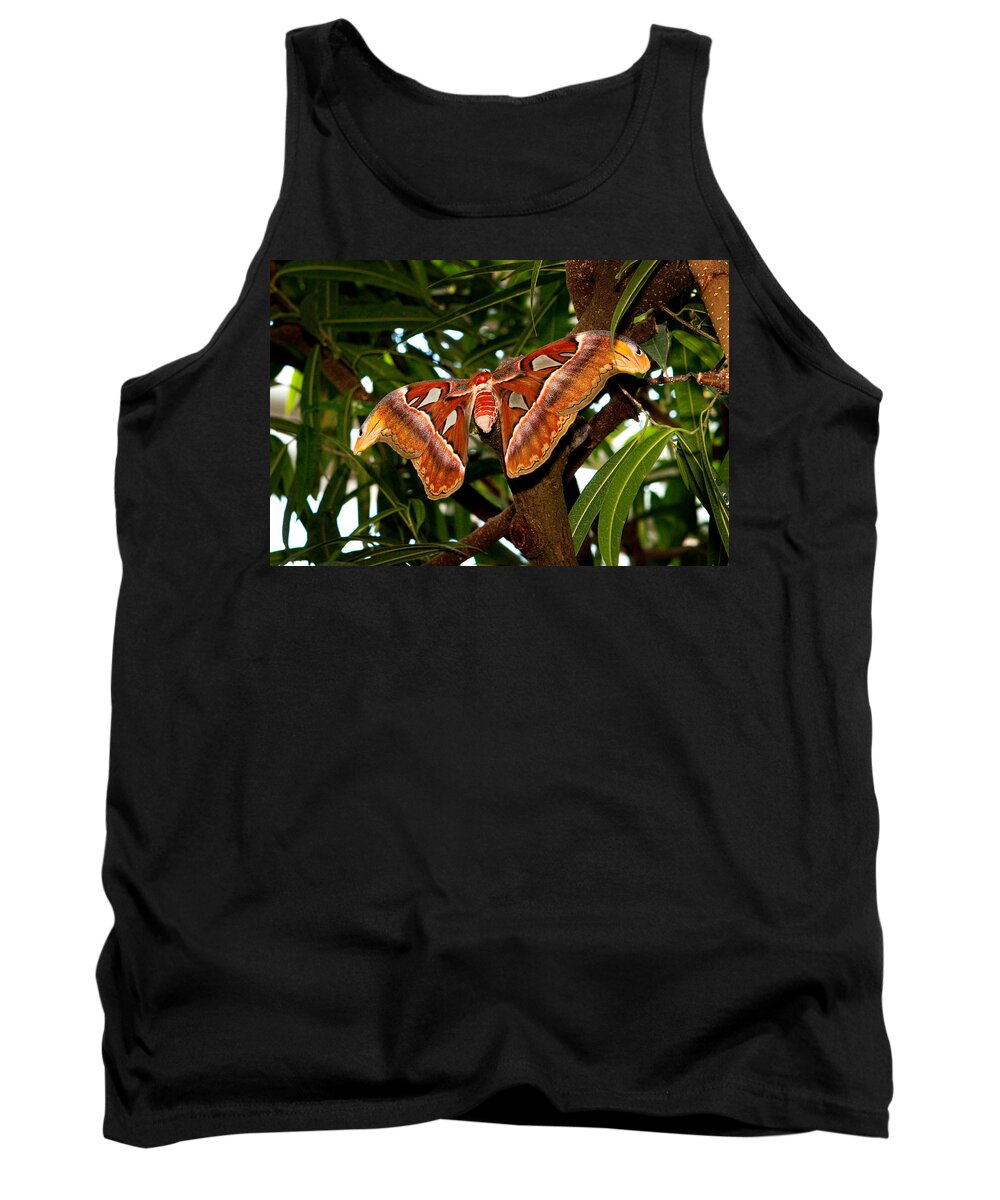 Butterfly Tank Top featuring the photograph Atlas Moth by James O Thompson