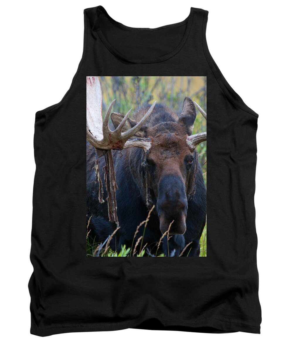 Moose Photograph Tank Top featuring the photograph Blood in His Eye by Jim Garrison