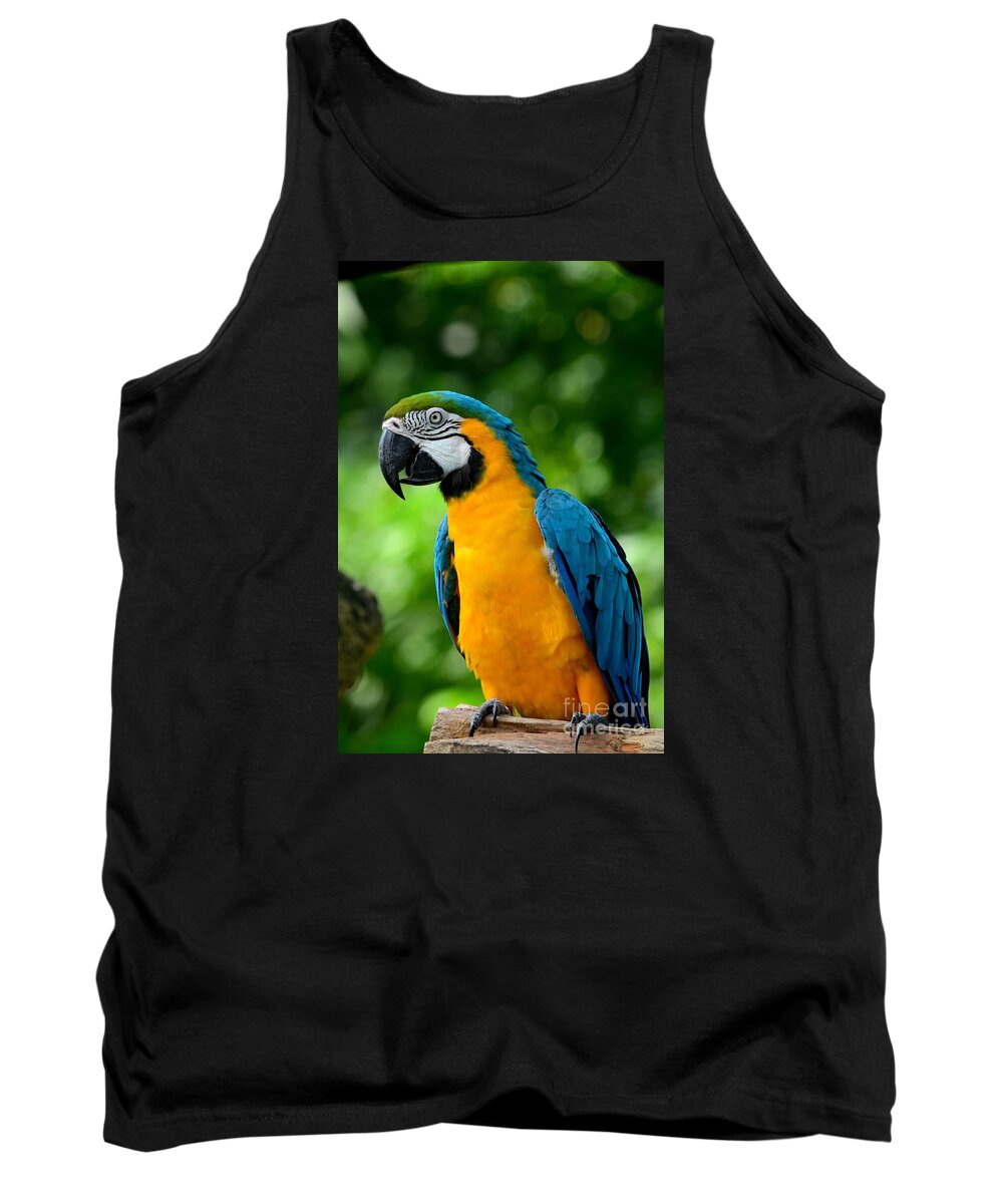 Parrot Tank Top featuring the photograph Blue and yellow gold macaw parrot by Imran Ahmed