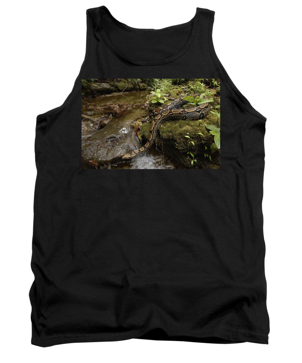 00216965 Tank Top featuring the photograph Boa Constrictor Crossing Stream by Pete Oxford
