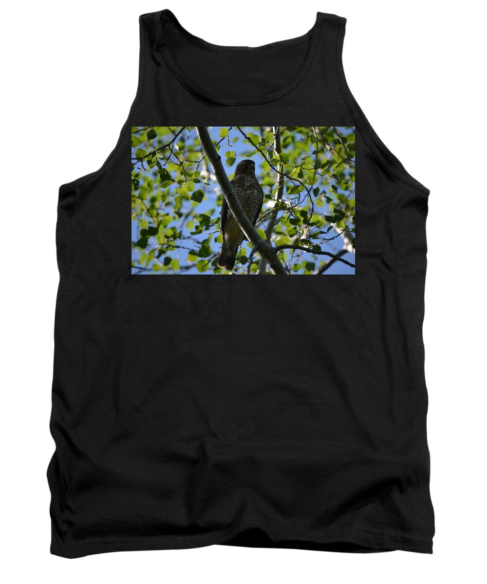 Nature Tank Top featuring the photograph Broad-winged Hawk by James Petersen