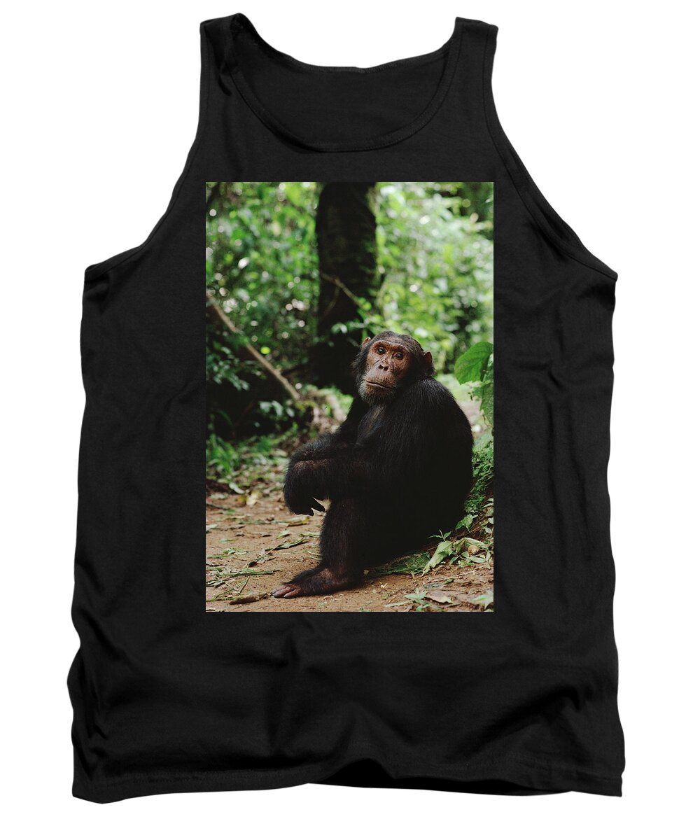 Feb0514 Tank Top featuring the photograph Chimpanzee On Forest Floor Gombe Stream by Gerry Ellis