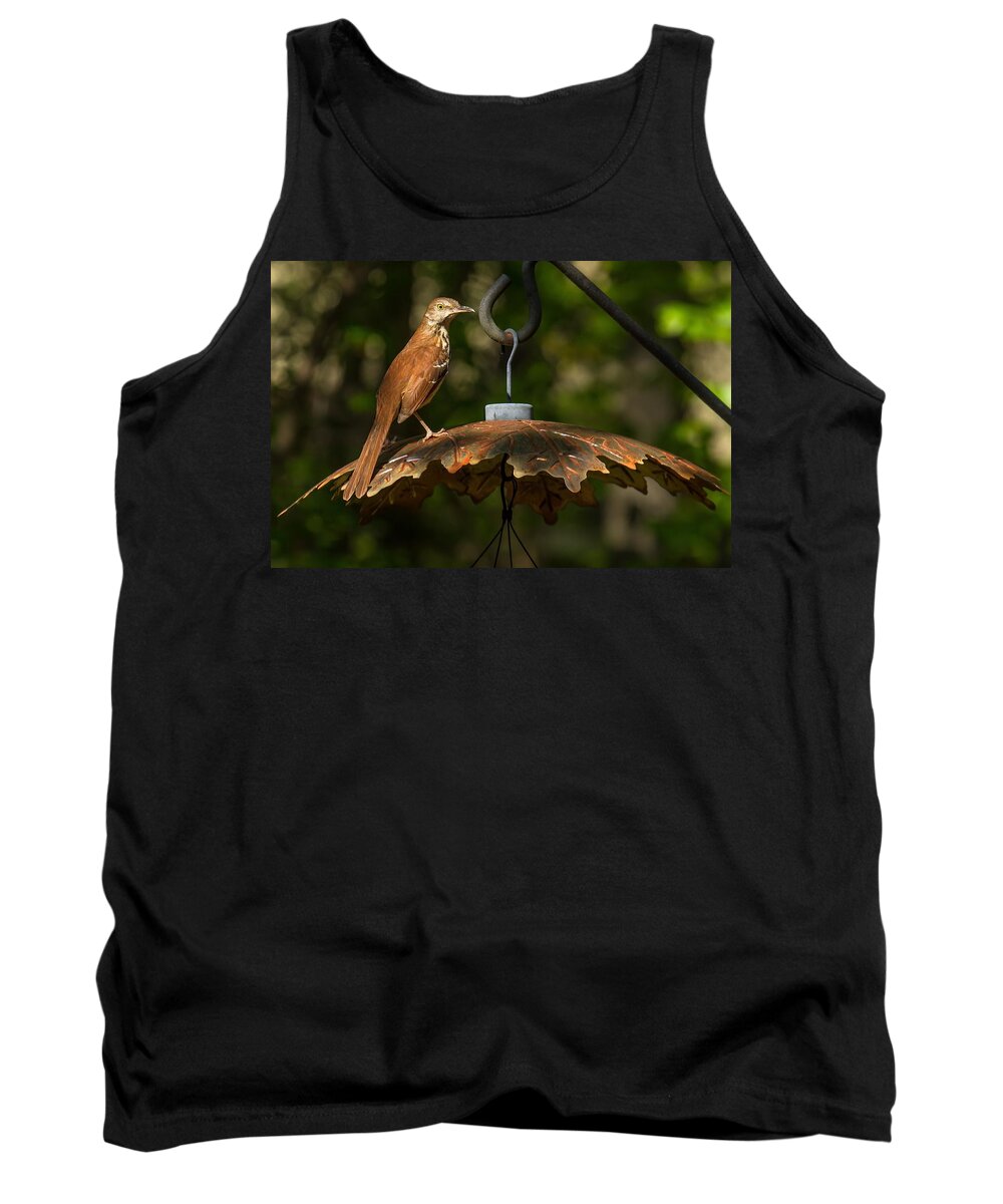 Brown Thrasher Tank Top featuring the photograph Georgia State Bird - Brown Thrasher by Robert L Jackson