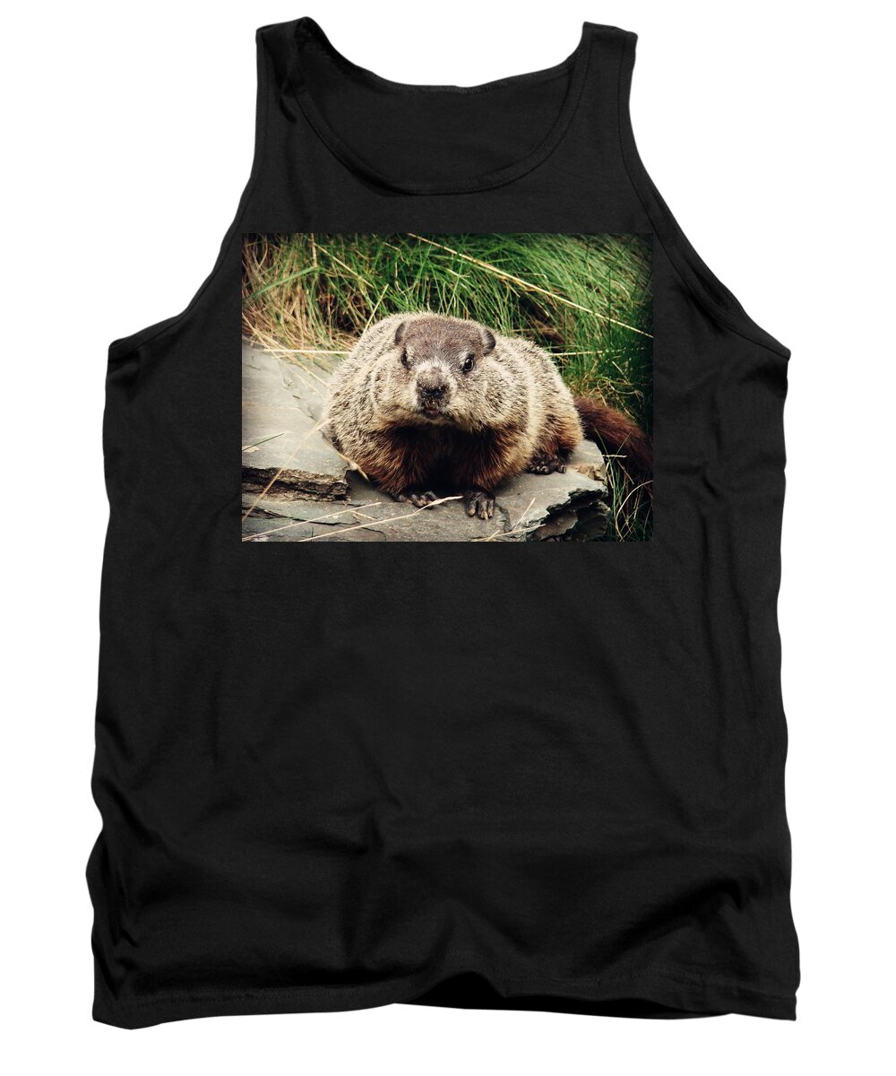 Groundhog Tank Top featuring the photograph It Wasn't Me by Zinvolle Art
